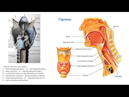 Гортань Хрящи гортани, вид сзади: 1 – перстневидный хрящ, 2 – щитовидный