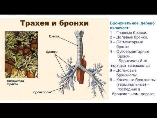 Бронхиальное дерево включает: 1 – Главные бронхи; 2 – Долевые бронхи, 3