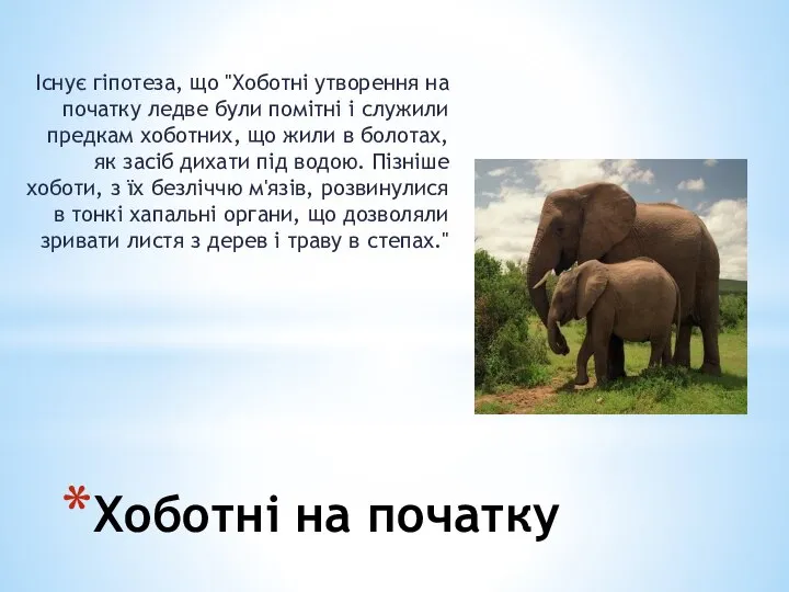 Хоботні на початку Існує гіпотеза, що "Хоботні утворення на початку ледве були