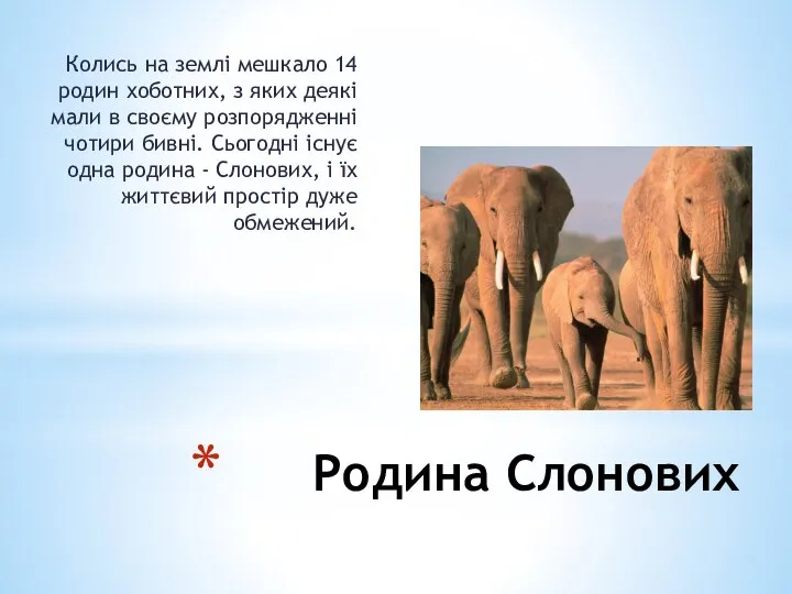 Родина Слонових Колись на землі мешкало 14 родин хоботних, з яких деякі