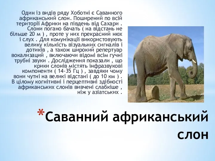 Саванний африканський слон Один із видів ряду Хоботні є Саванного африканський слон.