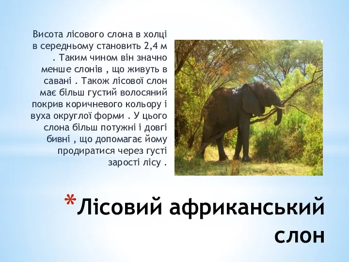 Лісовий африканський слон Висота лісового слона в холці в середньому становить 2,4