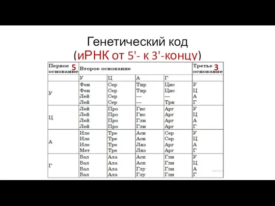 Генетический код (иРНК от 5'- к 3'-концу) 5 3