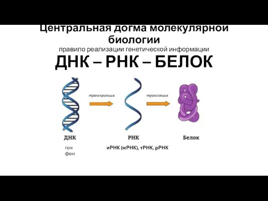 Центральная догма молекулярной биологии правило реализации генетической информации ДНК – РНК –