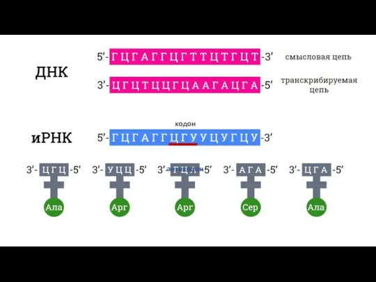 кодон антикодон