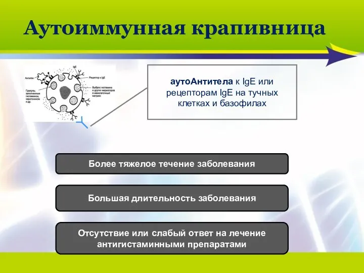 Аутоиммунная крапивница аутоАнтитела к IgE или рецепторам IgE на тучных клетках и