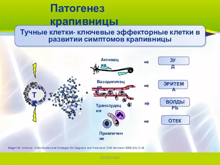 2013/02-062 Привлечение Транссудация Вазодилятация Активация ЗУД ЭРИТЕМА ВОЛДЫРЬ ОТЕК ТК Тучные клетки-