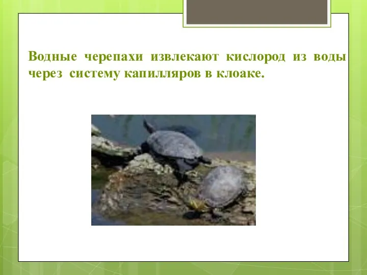 Водные черепахи извлекают кислород из воды через систему капилляров в клоаке.