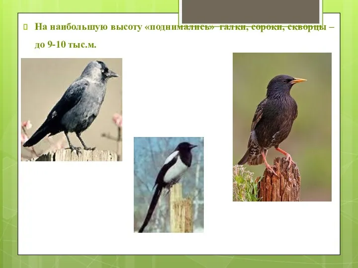 На наибольшую высоту «поднимались» галки, сороки, скворцы – до 9-10 тыс.м.