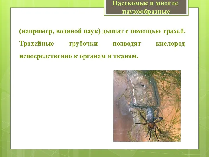 (например, водяной паук) дышат с помощью трахей. Трахейные трубочки подводят кислород непосредственно