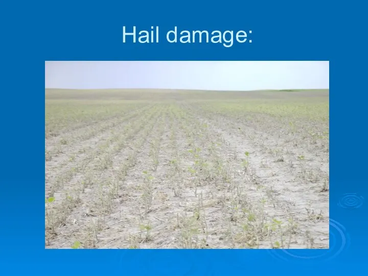 Hail damage: