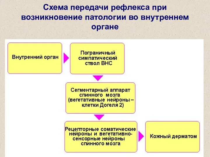 Схема передачи рефлекса при возникновение патологии во внутреннем органе