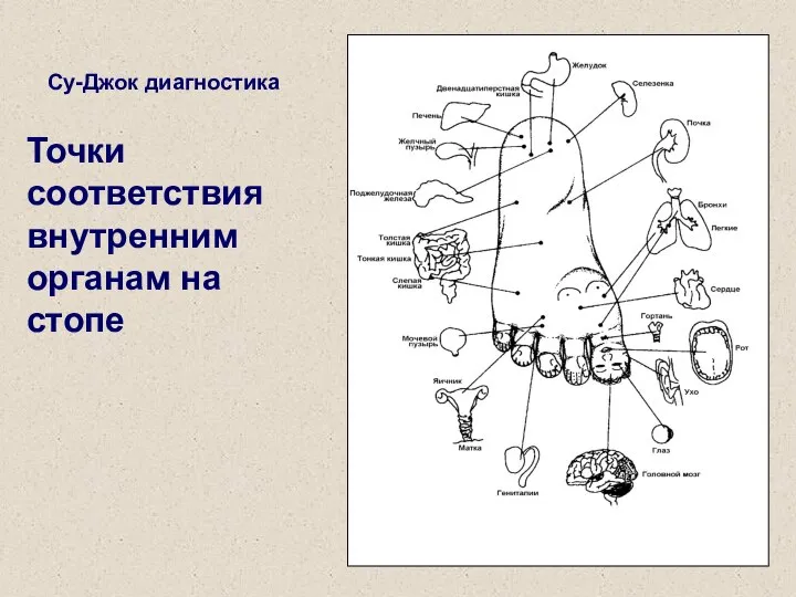 Су-Джок диагностика Точки соответствия внутренним органам на стопе