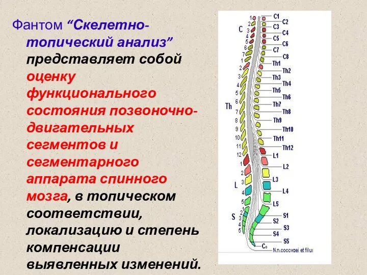 Фантом “Скелетно-топический анализ” представляет собой оценку функционального состояния позвоночно-двигательных сегментов и сегментарного