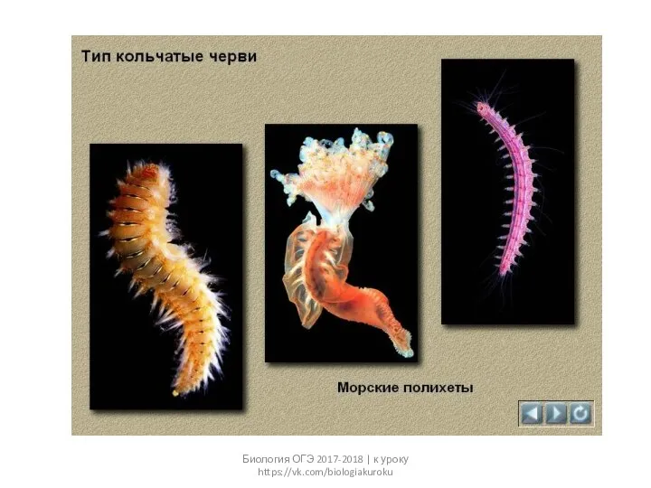 Биология ОГЭ 2017-2018 | к уроку https://vk.com/biologiakuroku