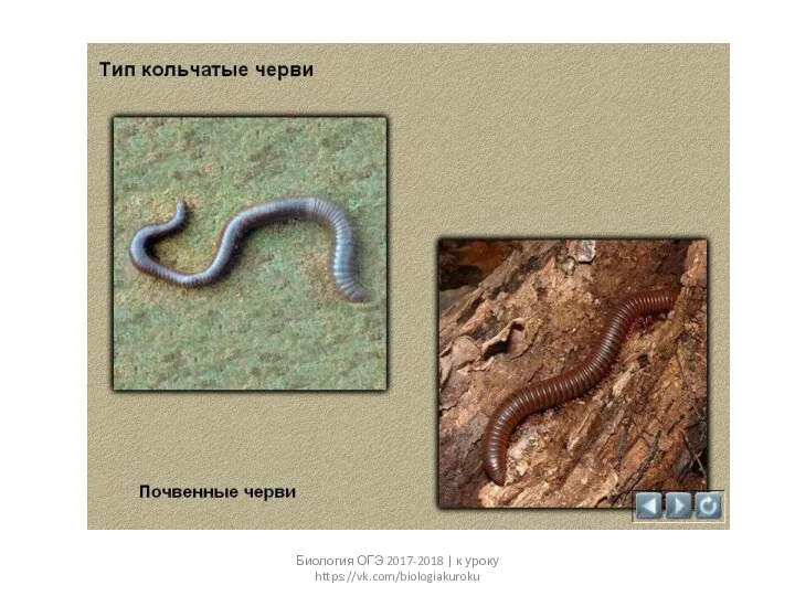 Биология ОГЭ 2017-2018 | к уроку https://vk.com/biologiakuroku