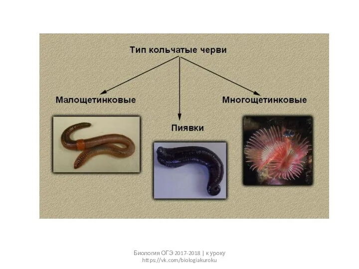 Биология ОГЭ 2017-2018 | к уроку https://vk.com/biologiakuroku