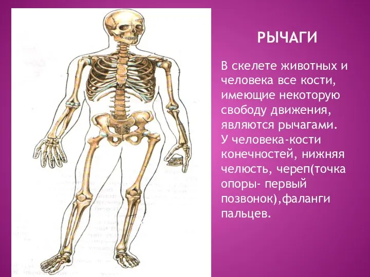 РЫЧАГИ В скелете животных и человека все кости, имеющие некоторую свободу движения,