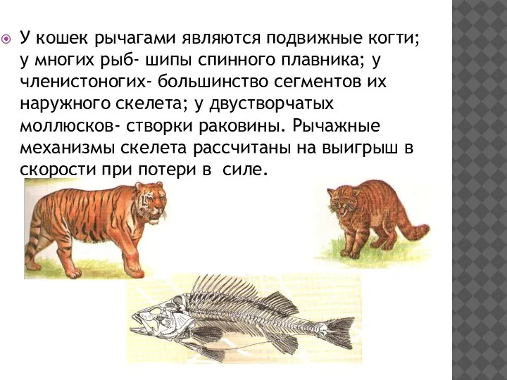 У кошек рычагами являются подвижные когти; у многих рыб- шипы спинного плавника;