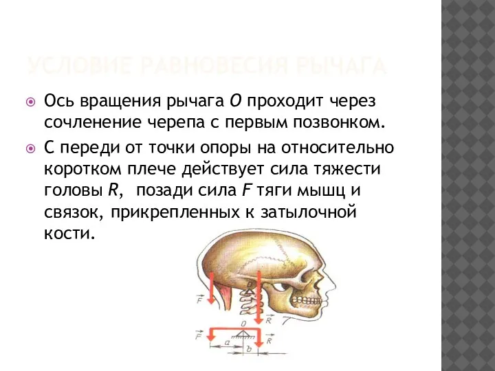 УСЛОВИЕ РАВНОВЕСИЯ РЫЧАГА Ось вращения рычага О проходит через сочленение черепа с