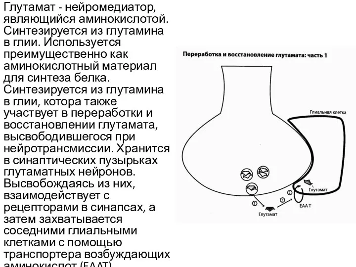 Глутамат - нейромедиатор, являющийся аминокислотой. Синтезируется из глутамина в глии. Используется преимущественно