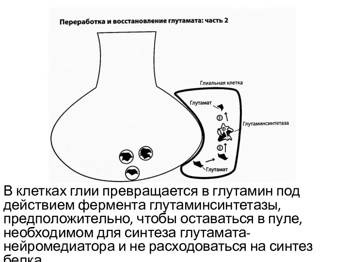 В клетках глии превращается в глутамин под действием фермента глутаминсинтетазы, предположительно, чтобы