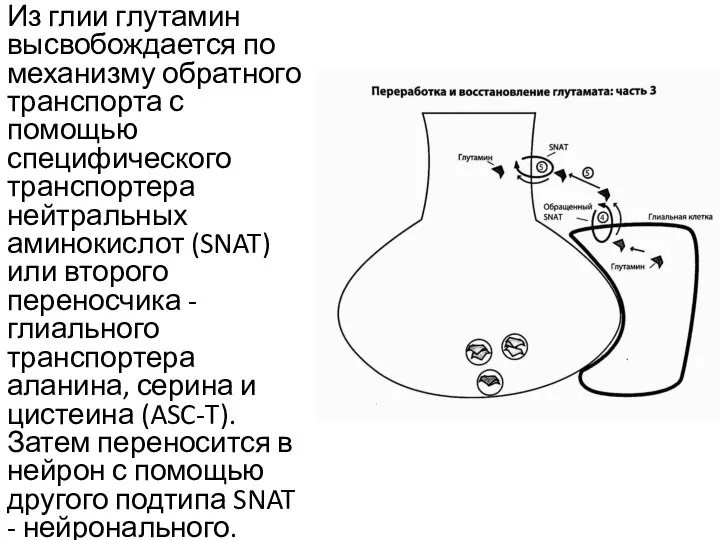 Из глии глутамин высвобождается по механизму обратного транспорта с помощью специфического транспортера