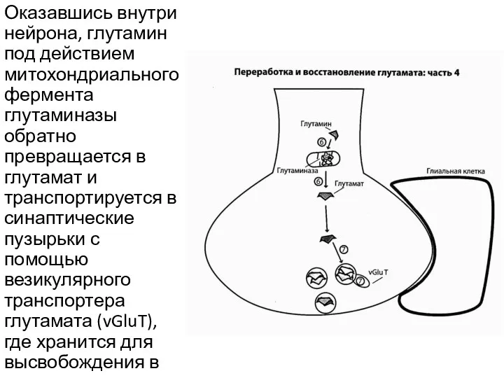 Оказавшись внутри нейрона, глутамин под действием митохондриального фермента глутаминазы обратно превращается в