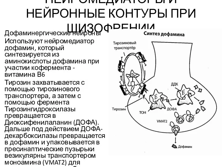 НЕЙРОМЕДИАТОРЫ И НЕЙРОННЫЕ КОНТУРЫ ПРИ ШИЗОФРЕНИИ Дофаминергические нейроны Используют нейромедиатор дофамин, который