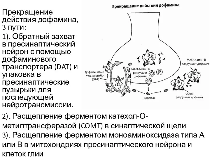 Прекращение действия дофамина, 3 пути: 1). Обратный захват в пресинаптический нейрон с