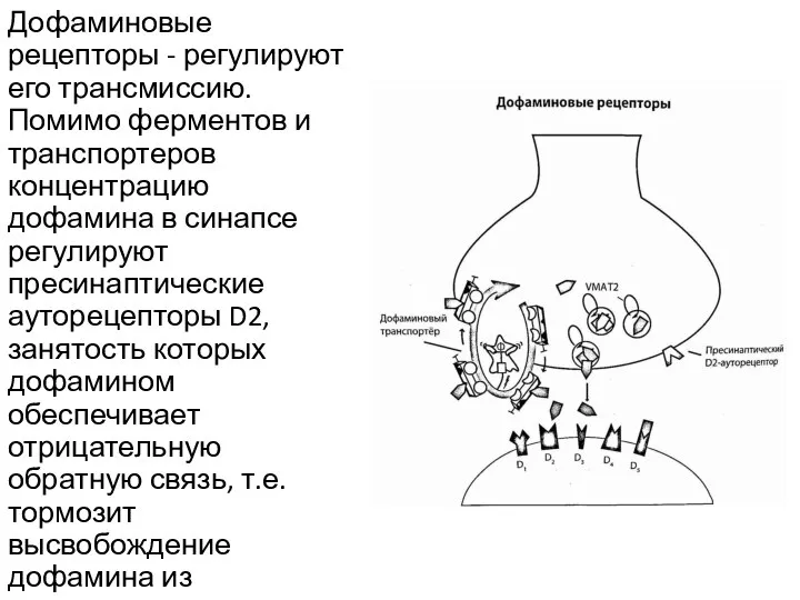 Дофаминовые рецепторы - регулируют его трансмиссию. Помимо ферментов и транспортеров концентрацию дофамина