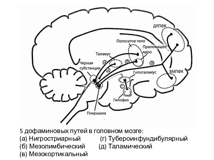 5 дофаминовых путей в головном мозге: (а) Нигростриарный (г) Тубероинфундибулярный (б) Мезолимбический (д) Таламический (в) Мезокортикальный