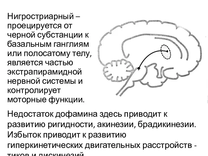 Нигростриарный – проецируется от черной субстанции к базальным ганглиям или полосатому телу,