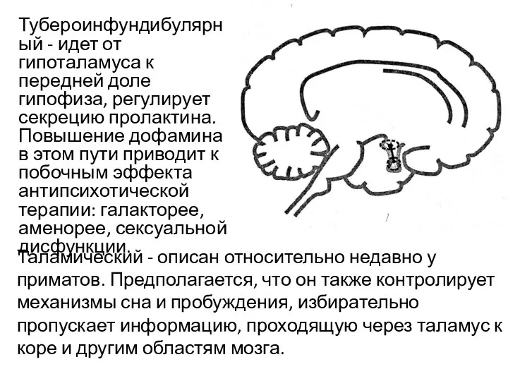 Тубероинфундибулярный - идет от гипоталамуса к передней доле гипофиза, регулирует секрецию пролактина.