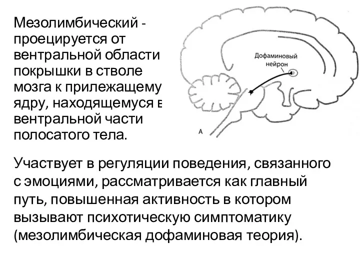 Мезолимбический - проецируется от вентральной области покрышки в стволе мозга к прилежащему