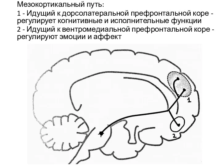 Мезокортикальный путь: 1 - Идущий к дорсолатеральной префронтальной коре - регулирует когнитивные