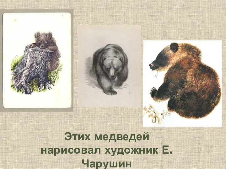 Этих медведей нарисовал художник Е. Чарушин