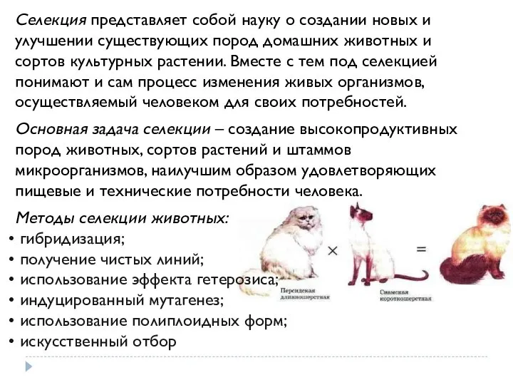 Селекция представляет собой науку о создании новых и улучшении существующих пород домашних