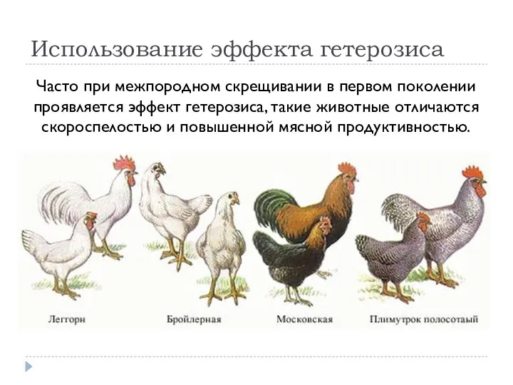 Использование эффекта гетерозиса Часто при межпородном скрещивании в первом поколении проявляется эффект