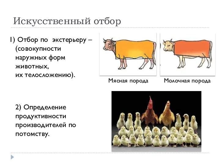 Искусственный отбор Отбор по экстерьеру – (совокупности наружных форм животных, их телосложению).