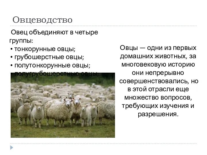 Овцеводство Овец объединяют в четыре группы: тонкорунные овцы; грубошерстные овцы; полутонкорунные овцы;