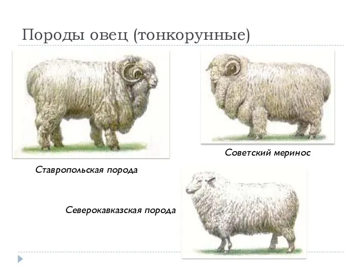 Породы овец (тонкорунные) Ставропольская порода Советский меринос Северокавказская порода