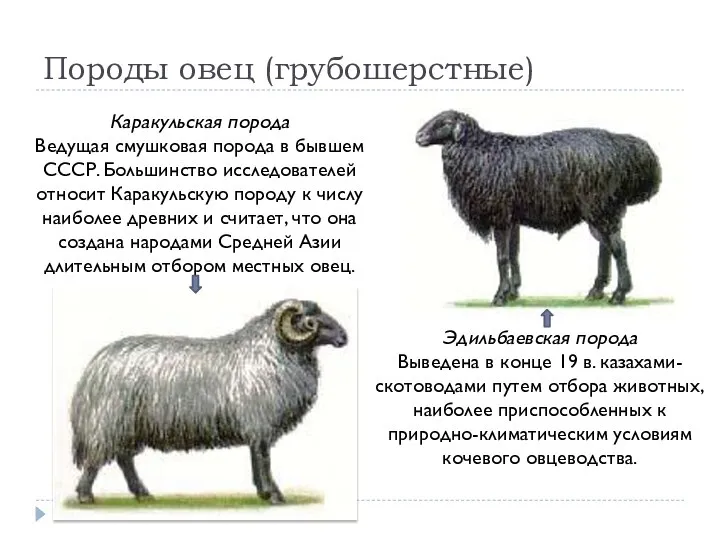 Породы овец (грубошерстные) Каракульская порода Ведущая смушковая порода в бывшем СССР. Большинство
