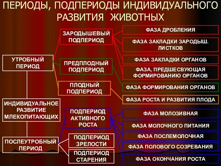 ПЕРИОДЫ, ПОДПЕРИОДЫ ИНДИВИДУАЛЬНОГО РАЗВИТИЯ ЖИВОТНЫХ ФАЗА ДРОБЛЕНИЯ ФАЗА ЗАКЛАДКИ ЗАРОДЫШ. ЛИСТКОВ ФАЗА