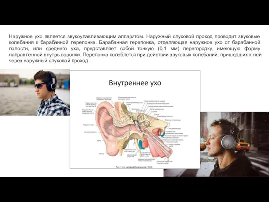 Наружное ухо является звукоулавливающим аппаратом. Наружный слуховой проход проводит звуковые колебания к