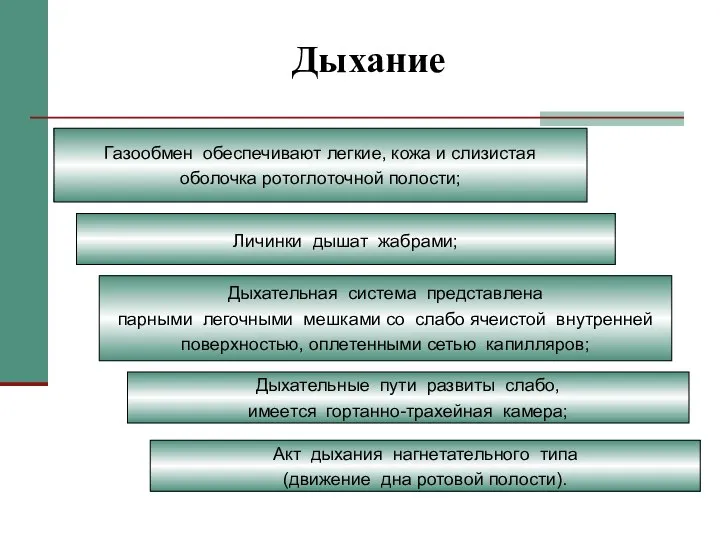 Дыхание Газообмен обеспечивают легкие, кожа и слизистая оболочка ротоглоточной полости; Личинки дышат