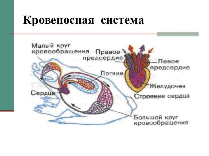 Кровеносная система