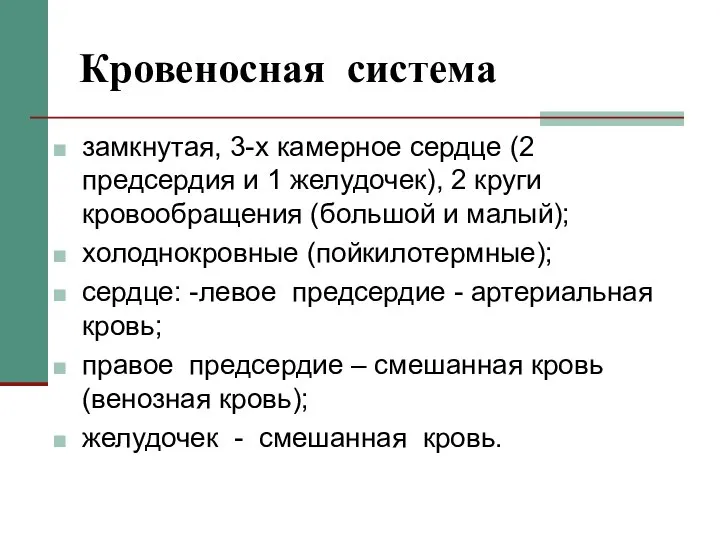 Кровеносная система замкнутая, 3-х камерное сердце (2 предсердия и 1 желудочек), 2