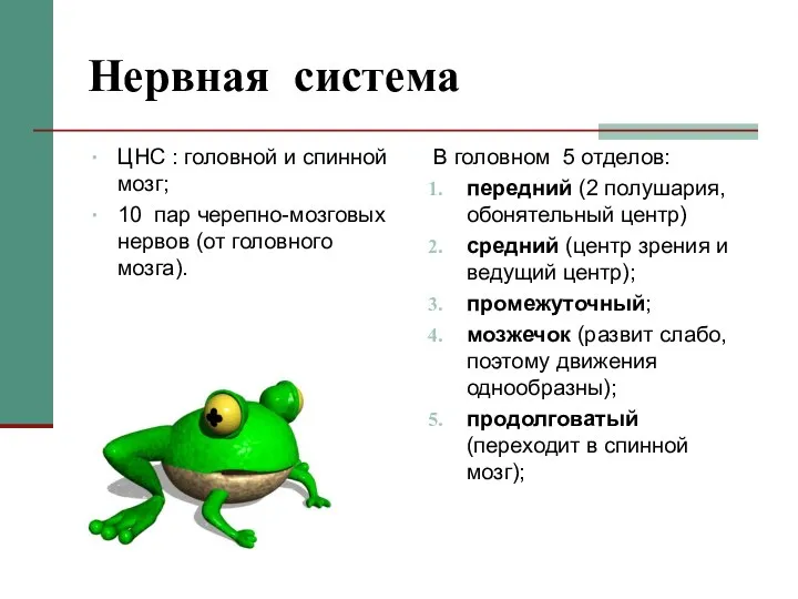 Нервная система ЦНС : головной и спинной мозг; 10 пар черепно-мозговых нервов