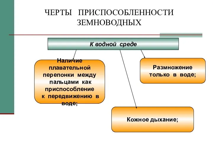 ЧЕРТЫ ПРИСПОСОБЛЕННОСТИ ЗЕМНОВОДНЫХ Наличие плавательной перепонки между пальцами как приспособление к передвижению